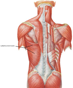 “To Arms, Too Arms, Two Arms!” – Outlander Anatomy