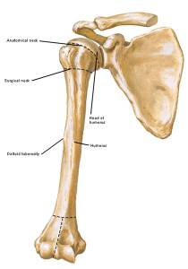 “To Arms, Too Arms, Two Arms!” – Outlander Anatomy