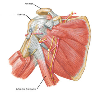 “To Arms, Too Arms, Two Arms!” – Outlander Anatomy