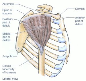 “to Arms, Too Arms, Two Arms!” – Outlander Anatomy