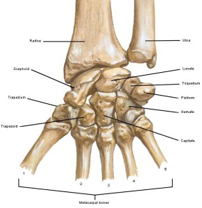 Anatomy Lesson #22: Jamie’s Hand – Symbol of Sacrifice – Outlander Anatomy