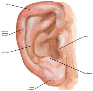 Anatomy Lesson #24 “Hear, Here – The Ear” – Outlander Anatomy