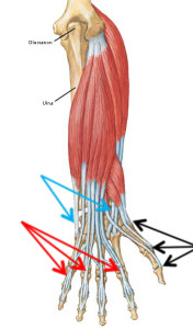 Anatomy Lesson #23: Harming Hands – Helping Hands – Healing Hands ...