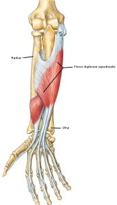 Anatomy Lesson #23: Harming Hands – Helping Hands – Healing Hands ...