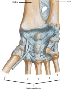 Anatomy Lesson #23: Harming Hands – Helping Hands – Healing Hands ...