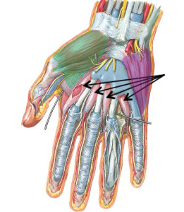 Anatomy Lesson #23: Harming Hands – Helping Hands – Healing Hands ...