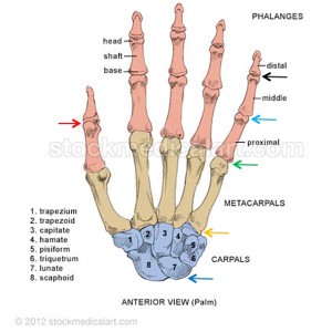 Anatomy Lesson #23: Harming Hands – Helping Hands – Healing Hands ...