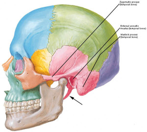 “If a Tree Falls – The Ear” – Outlander Anatomy