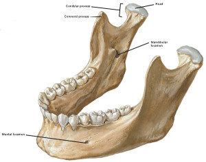 “Jamie’s Chin – Manly Mentus” – Outlander Anatomy