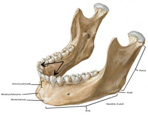 “jamie’s Chin – Manly Mentus” – Outlander Anatomy