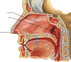 “The Savvy Sniffer – Claire’s Nose Knows!” – Outlander Anatomy