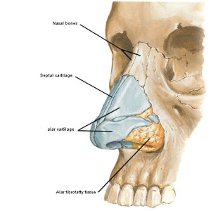 “The Savvy Sniffer – Claire’s Nose Knows!” – Outlander Anatomy