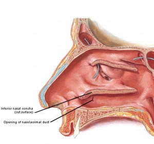 “Aye, Eye – The Eyes – Part 2!” – Outlander Anatomy