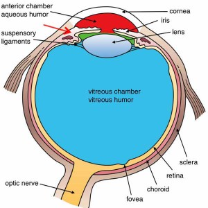 EyeMax – “The Eye, Part 5” – Outlander Anatomy