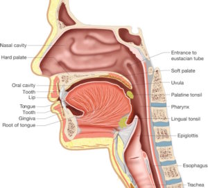 oral cavity oropharynx – Outlander Anatomy