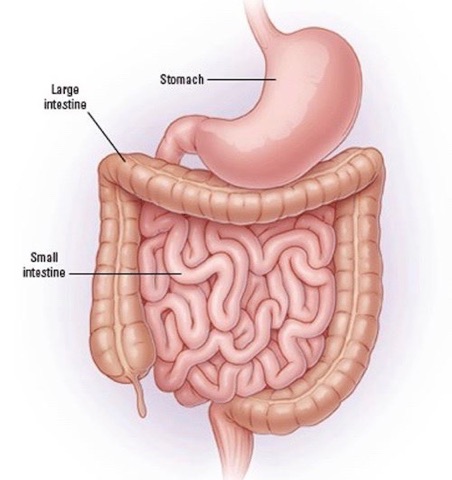 Anatomy Lesson #47, “Brave Bowels – Gurgly Gut!” – GI Tract, Part 4 ...