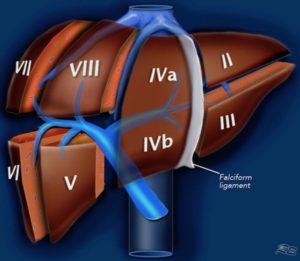 Anatomy Lesson #49, “Our Liver – The Life Giver!” – GI Tract 6 ...