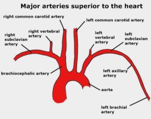 Anatomy Lesson #56: Achy Brachial Artery – Outlander Anatomy