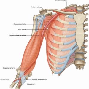 Anatomy Lesson Achy Brachial Artery Outlander Anatomy