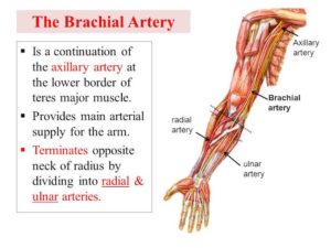 Anatomy Lesson #56: Achy Brachial Artery – Outlander Anatomy