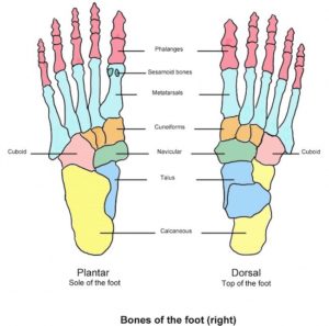 plantar aponeurosis – Outlander Anatomy