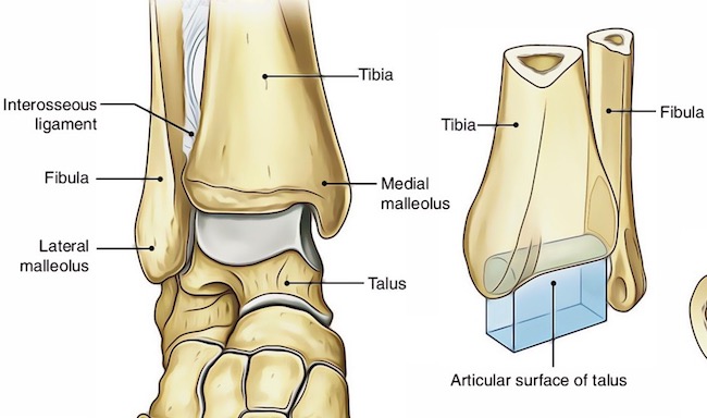Ankle Joint Anatomy - Anatomical Charts & Posters