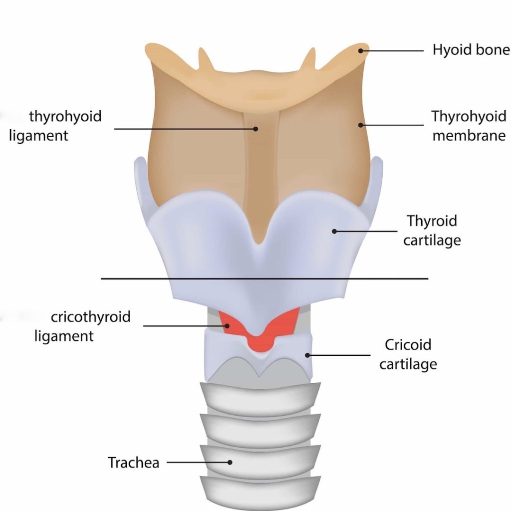 thyroid cartilage anatomy