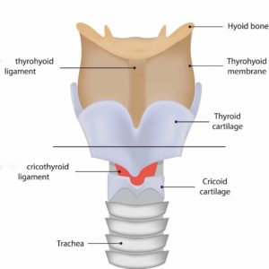 cricoid cartilage – Outlander Anatomy