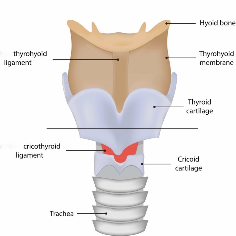 Cricoid Cartilage Outlander Anatomy