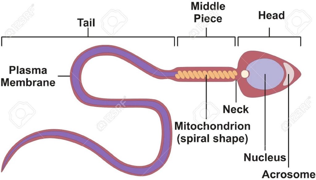 sperm cell under microscope labeled